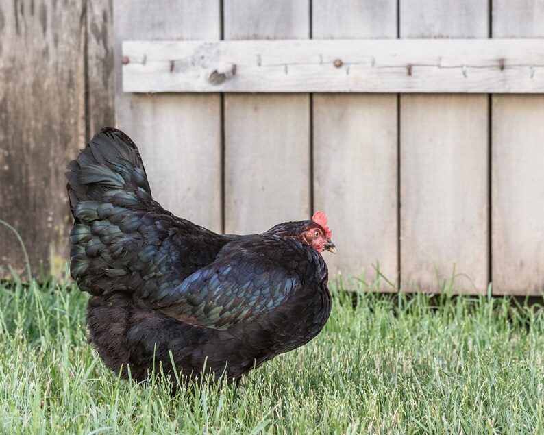 Chicken Prints for Farmhouse Kitchen Wall Art Set of 4 Prints Etsy