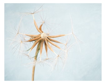 Dandelion Photography Print or Canvas Art, Wildflower Print, Teal Wall Art, Botanical Photography, Nature Photography