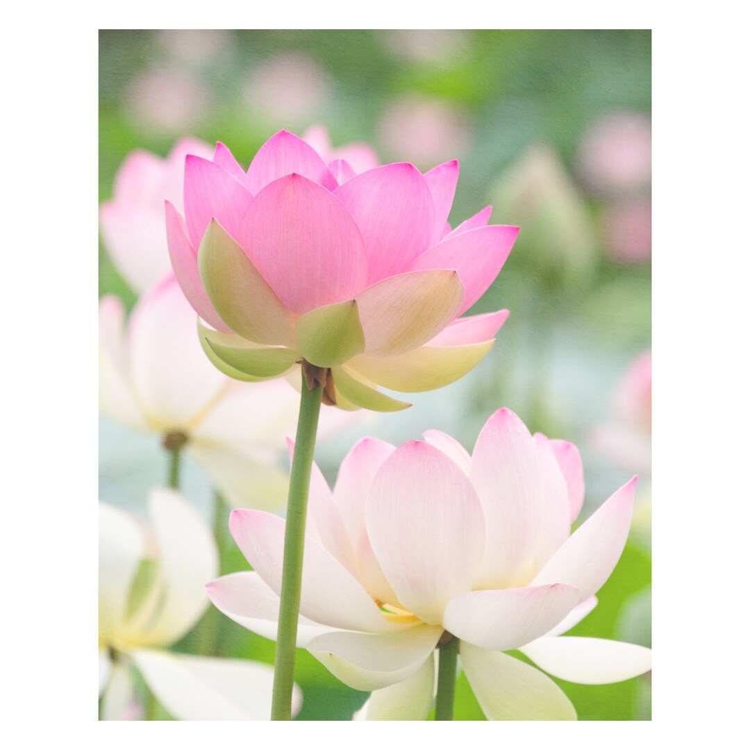 Water Lotus Flower Wall Art in Print or Canvas for Home Decor: Pink ...