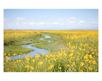 Colorado Landscape with Yellow Flowers Wall Art, Field of Flowers Print or Canvas Wall Art, Yellow and Blue Wall Art, Nature Photography
