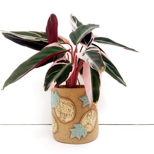 May include: A pink and green houseplant with variegated leaves in a ceramic planter with a pineapple design.