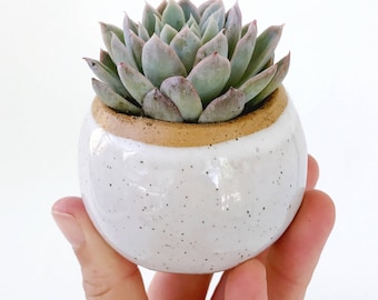 White Ceramic Planter / Small Pot for Succulents, Cactus or Air Plants / The Knoll Planter / READY TO SHIP