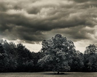 Gray Sky "Love Tree"