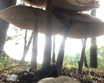Mystical Moody Mushrooms