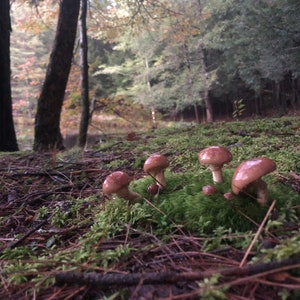 Mushrooms on Mossy Forest Floor