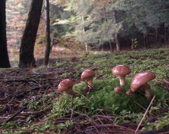 Mushrooms on Mossy Forest Floor