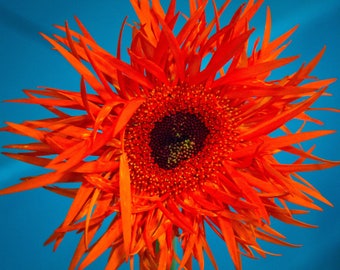 Orange Flower - blue spike petal photography