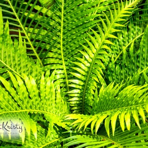 Puede incluir: Primer plano de un helecho verde vibrante con hojas texturizadas. El helecho tiene un aspecto tropical exuberante.