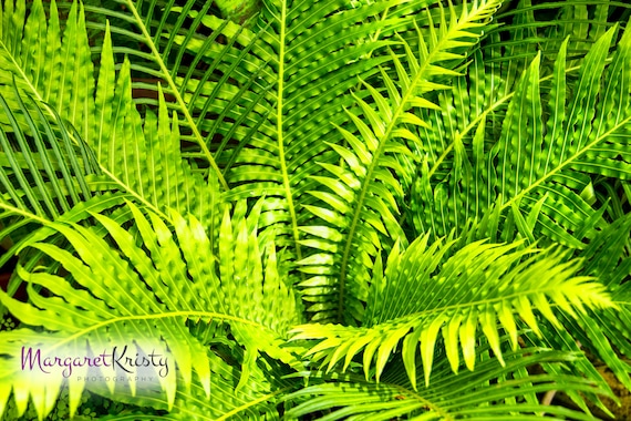 Rain Forest Fern - Green tropical Hawaii exotic plant photography