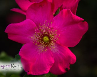 Dark Pink Rose - California flower macro photography