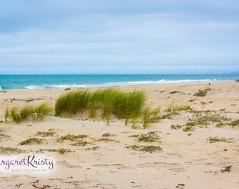 Wild Grasses Growing in the Sand - beach coast California photography