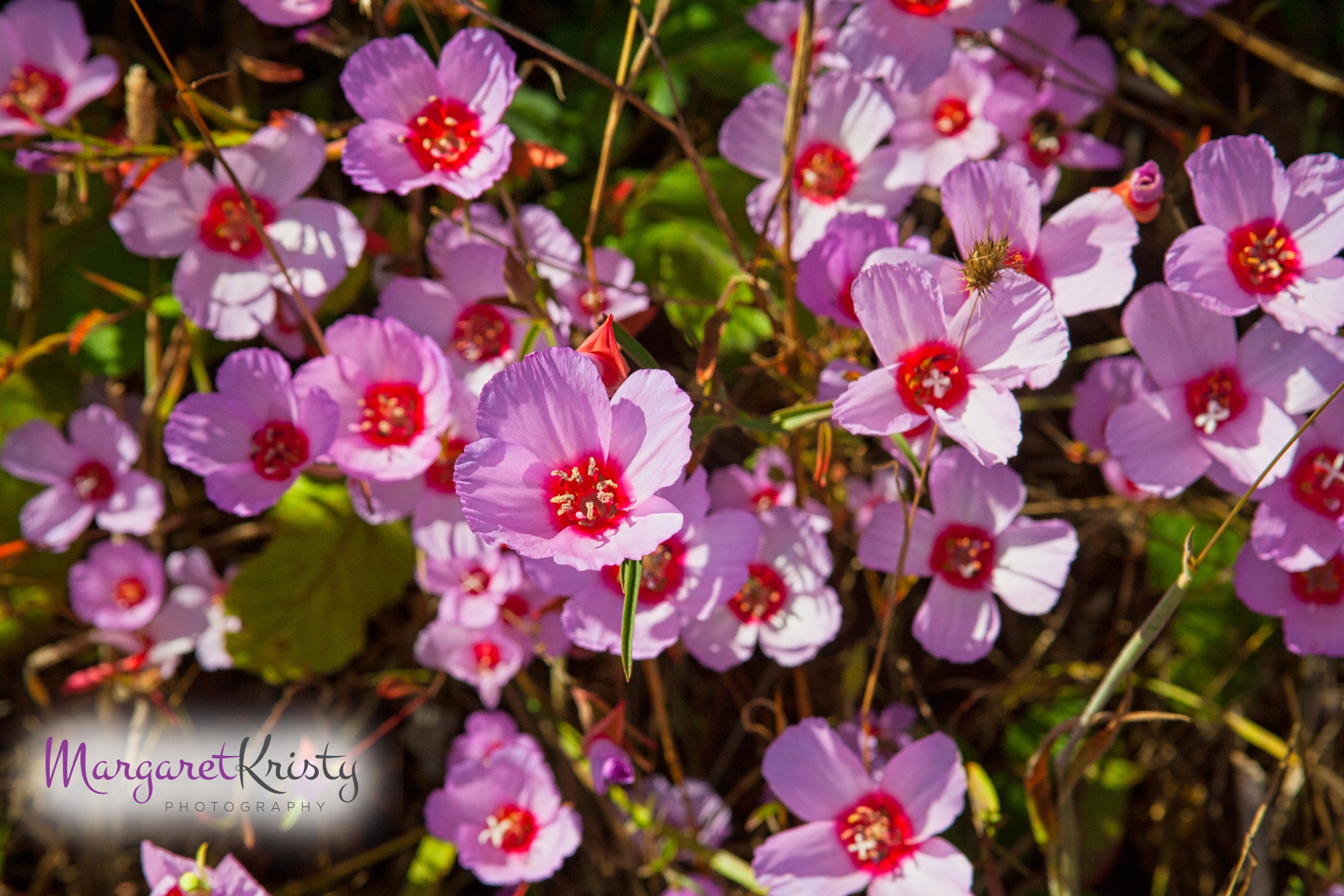California Wildflowers Pink Flower Nature Photography Etsy