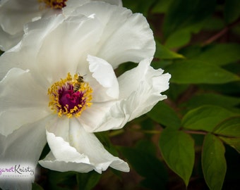 Abeja en una flor - fotografía blanca naturaleza