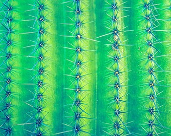 Cactus Spines - macro picos cactus desierto fotografía de Arizona