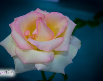 Soft Pink Rose Blooming - garden yellow spring photography