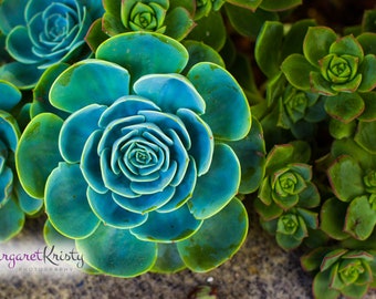 Green Succulent Garden - fotografía de la naturaleza del desierto de plantas
