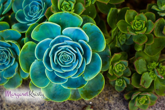 snake succulent Medium Green Snake Plant | NYC, NJ, CT, Boston, Providence, Washington DC,  Baltimore, Philadelphia, Princeton, Long Island, and Upstate NY Delivery