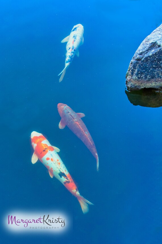 Koi Fisch Japanischer Garten Teich Wasser Fisch Fotografie Etsy