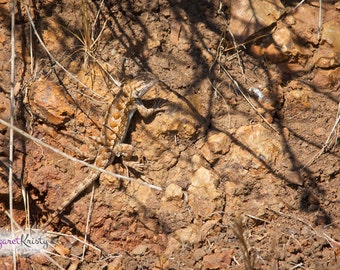 Camouflage Lizard - hiding brown desert rock photography