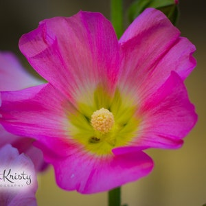 Pink Flower - macro pistil yellow photography
