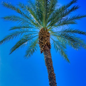Society6 ケース Palm Tree and Blue Sky Aloha Eierme Palm Trees and Blue Sky Summer Island Wall Mural