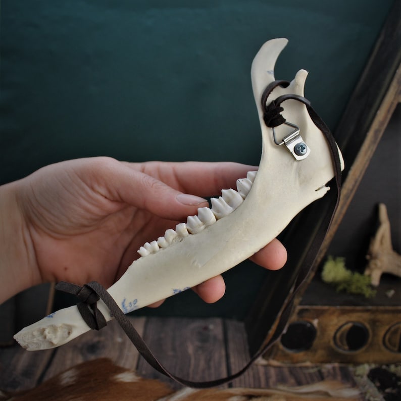 May include: A natural bone jaw with visible teeth, held against a blurred background. The bone is off-white with a dark brown leather strap attached. A metal hanger is secured to the bone. The jaw is a unique decorative item.