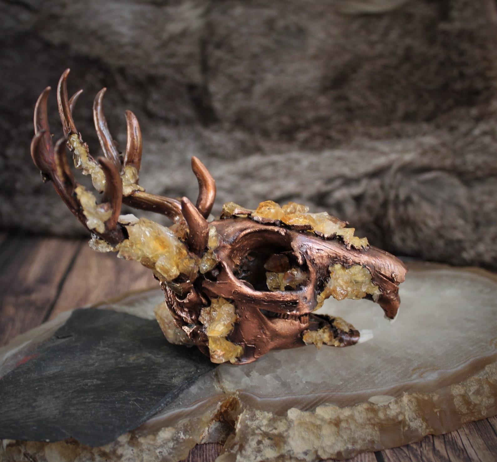 Jackalope Skull Large size taxidermy real crystallized | Etsy