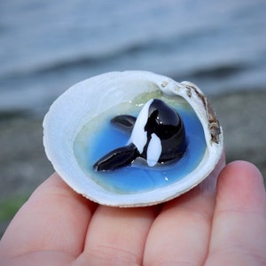 Shell Orca Orcas in Shells - Etsy