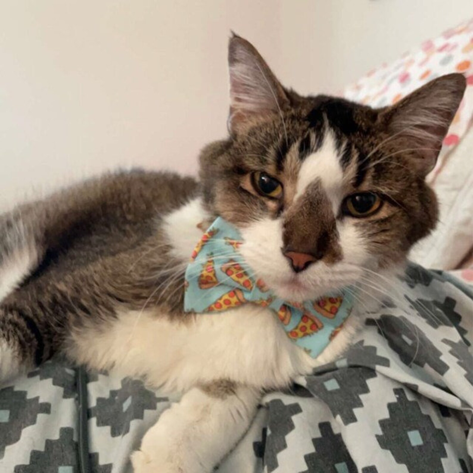 Pizza Cat Bow Tie Collar Blue Pizza Cat Collar Bow Tie Etsy