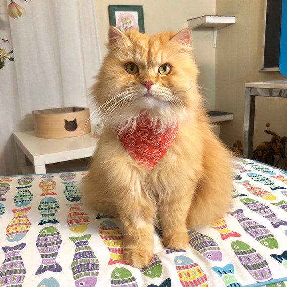3 personalizzata donna fazzoletto Gatto Regalo Carino Gattino con nome di disponibili