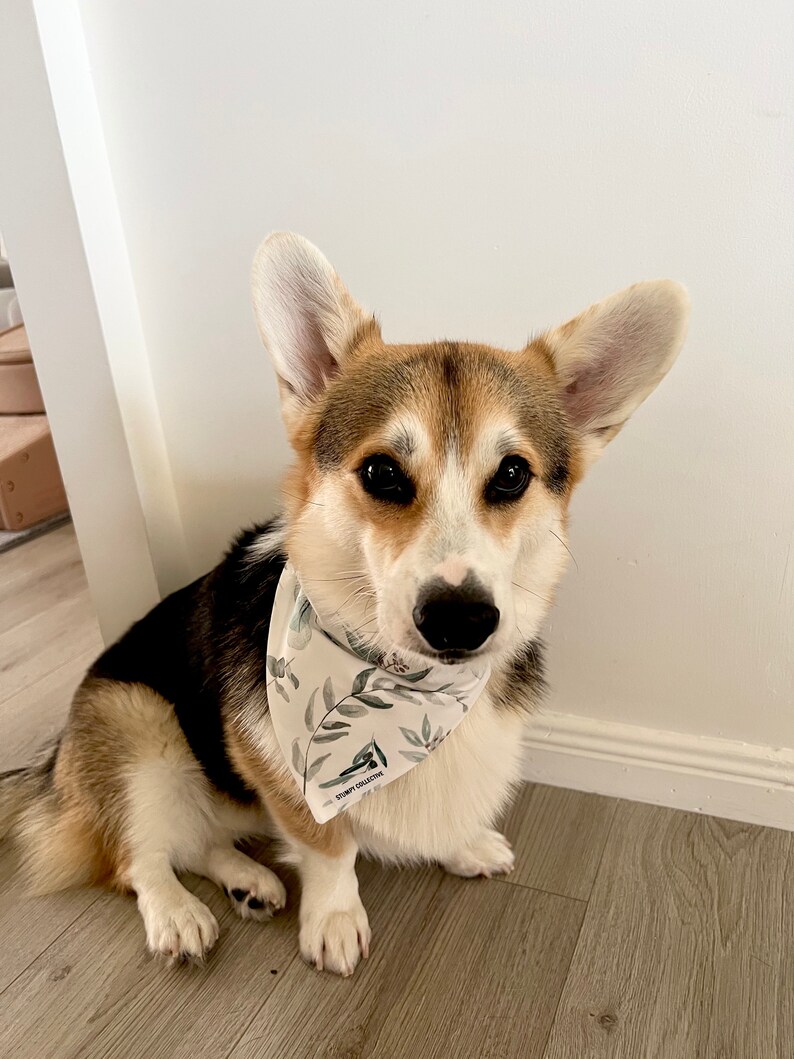 Eucalyptus Dog Bandana Aussie Dog Bandana Over the Collar Bandana image 3