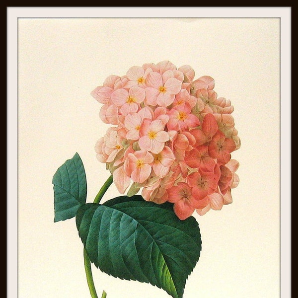 Vintage Botanical Peach Hydrangea Reproduction Printed Art Images 8 x 10"  Floral Wall Art, Hydrangea Ephemera Art Print Poster