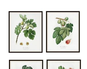 Set of 4 Vintage Botanical Art Print Poster Reproductions "Figs" by Giorgio Gallesio Set 1 Unframed 8 x 10" or 11 x 14"