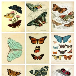 Printed Vintage  Butterflies Collage Sheet   8.5 x 11 for Decoupage, Altered Art, Scrapbooking etc.