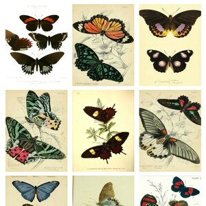 Printed Vintage  Butterflies Collage Sheet   8.5 x 11 for Decoupage, Altered Art, Scrapbooking etc.