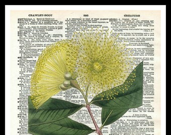 複製辞書ページに印刷されたヴィンテージ植物の花のアートプリントポスター 8 x 10インチまたは11 x 14インチ フレームなし