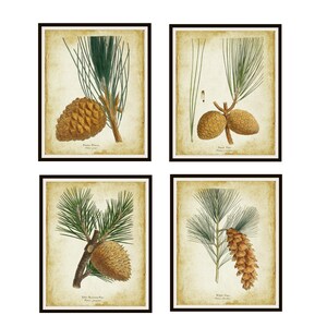 Set of 4 Vintage Botanical Conifer Branches and Pine Cones Art Prints Giclee Art Reproductions  Unframed 8 x 10&quot; or 11 x 14&quot; Christmas Art