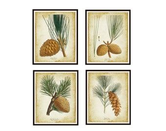 Set of 4 Vintage Botanical Conifer Branches and Pine Cones Art Prints Giclee Art Reproductions  Unframed 8 x 10" or 11 x 14" Christmas Art