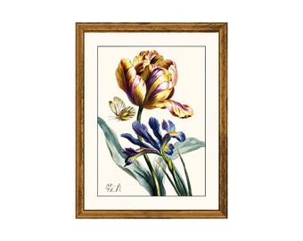 Vintage Parrot Tulip Botanical Art Print  |  Antique Iris & Butterfly Illustration | Dutch Floral Wall Art , Cottagecore Giclée Print
