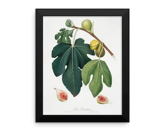 Botanical Ar Print by Giorgio Gallesio Figs Reproduction Vintage Art Print Framed poster #5