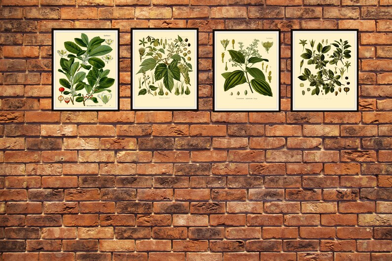 Set of 4 Vintage Botanical Herbal Art Print Poster Etsy
