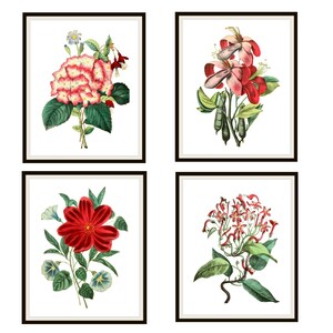 Set of 4 Vintage Botanical Art Print Poster Reproductions  &quot;Red and White Flowers&quot;  Set   Unframed 8 x 10&quot; or 11 x 14&quot;