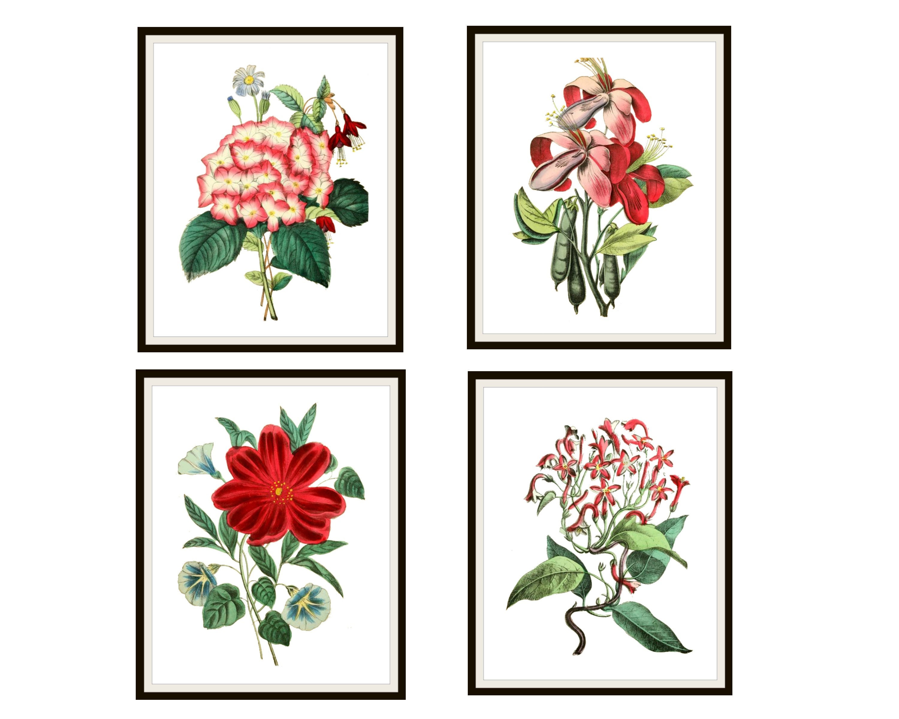 Set of 4 Vintage Botanical Art Print Poster Reproductions "red and ...