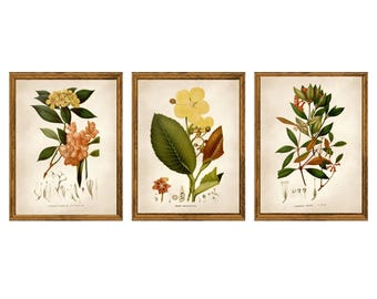 Set of 3 Vintage Botanical Art Prints #1 | Antique Floral Illustrations on Aged Paper | Herbal Botanical Wall Art Collection | Unframed