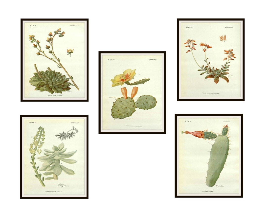 Set of 5 Vintage Botanical Art Print Poster Reproductions cactus and Succulents by M.E Eaton Set