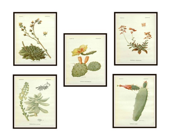Set of 5 Vintage Botanical Art Print Poster Reproductions /"Cactus and Succulents