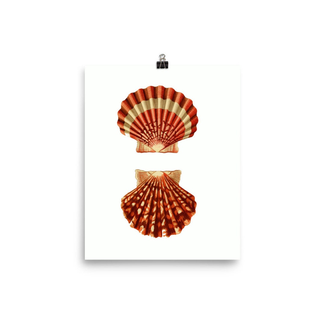 Botanicial Shell Vintage Botanical Shells Poster - Etsy