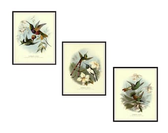 Set of  3 Vintage Botanical Art Print Poster Reproductions  "Hummingbirds"  Unframed 8 x 10"