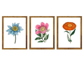 Printed Curated Set of 3Vintage Botanical Flower Prints - Blue Water Lily, Pink Peony, and Orange Marigold | Floral Wall Art