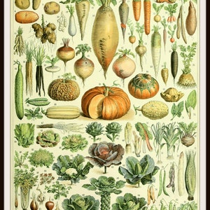 Vintage Art Print Botanical Seed Poster Ephemera,  Print Wall Decor, 8.5 x 11&quot;  Unframed Printed Art Image